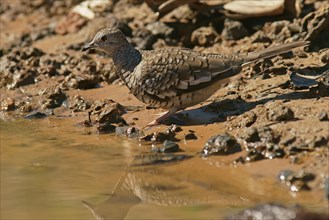 Scaled dove (Scardafella squammata)