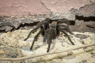 Western desert tarantula (Aphonopelma chalcodes) between masonry