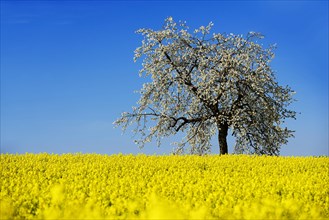 Rapeseed fields and blossoming cherry trees near Stucht