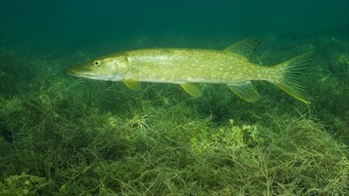 Pike (Esox lucius) floats over dense aquatic plants