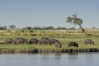 Hippos (Hippopotamus amphibius) graze on the river bank