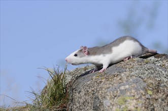 Fancy rat (Rattus norvegicus forma domestica) on a rock
