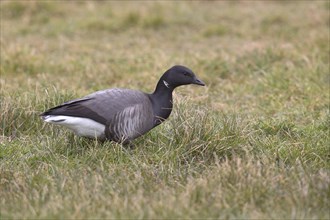Brant Goose (Branta bernicla) is located in a meadow