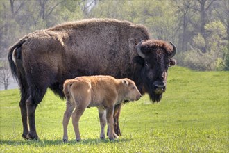 Female American bison (Bison bison) with a calf