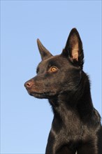 Australian Kelpie