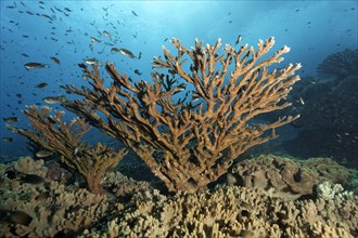 Acropora Stone Coral (Acropora sp.)