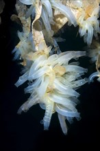 Transparent sea squirts or Yellow Sea Squirts (Ciona intestinalis)