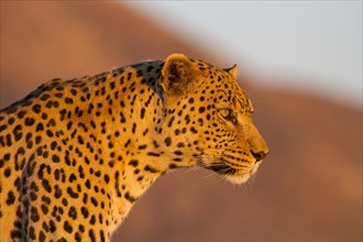 Leopard (Panthera pardus)