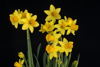 Yellow Dwarf-Daffodils (Narcissus)