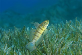 Whitelined Goby (Amblygobius albimaculatus) protects nest built in the seagrass
