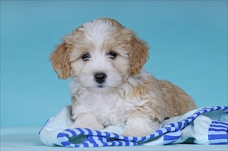 Havanese