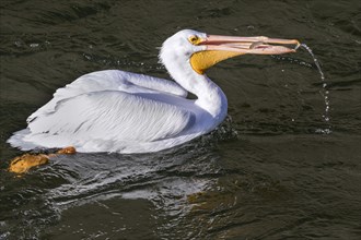 American white pelican (Pelecanus erythrorhynchos) swalllwing the caught fish