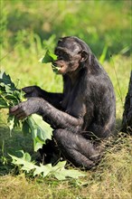 Bonobo (Pan Paniscus)