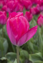 Pink Tulip blossom of Lady van Eijk
