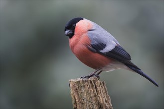 Bullfinch (Pyrrhula pyrrhula)