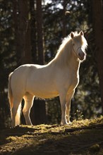 Welsh-Pony