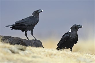 White-necked ravens (Corvus albicollis)