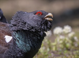 Western capercaillie (Tetrao urogallus)