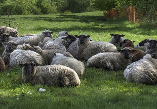 Black-headed Sheeps