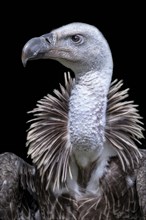 Ruppell's griffon vulture (Gyps rueppellii)