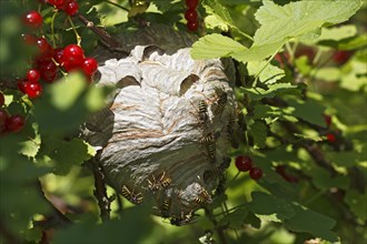 Wasp's nest (Vespula) in red currant (Ribes rubrum)