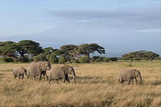 African elephants (Loxodonta africana) in front of Kilimanjaro