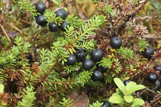 Crowberries (Empetrum nigrum) Tundra