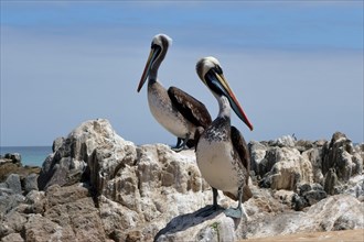 Peruvian Pelicans (Pelecanus thagus) on rocks