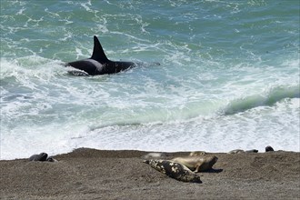 Killer whale (Orcinus orca) searching for prey in front of gravel bank with Southern elephant seals (Mirounga leonina)