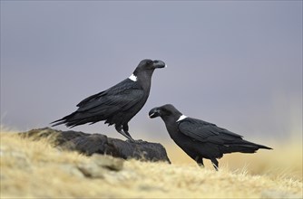 White-necked ravens (Corvus albicollis)