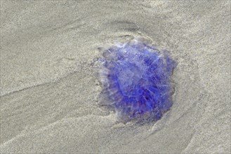 Blue jellyfish (Cyanea lamarckii) on the sandy beach