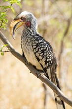 Southern Yellow-billed Hornbill (Tockus leucomelas) Erindi Game Reserve