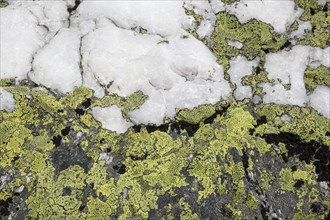 Yellow lichens on quartz sandstone
