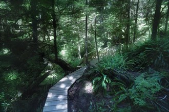 Tofino Rainforest trail at Pacific Rim National Park