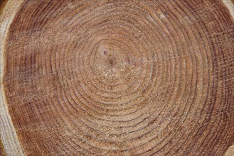 Tree trunk with annual rings