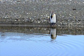 King penguin (Aptenodytes patagonicus) looks into the water