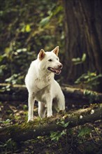 White Shiba Inu (Canis lupus familiaris) stands on a tree trunk in the forest