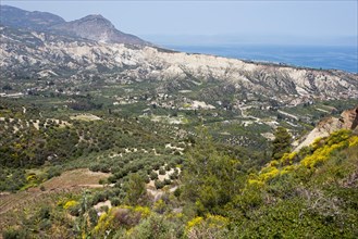 Landscape with olive plantations
