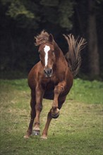 Horse (Equus) gallops in the rain over the meadow
