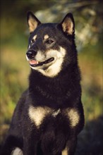 Shiba Inu (Canis lupus familiaris)
