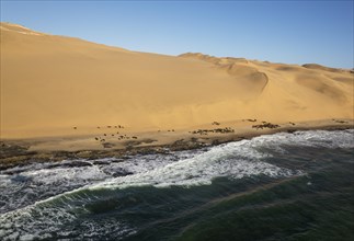 Cape Fur Seal (Arctocephalus pusillus) colony at the coast of the Namib Desert