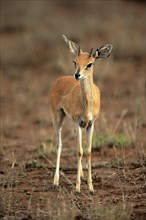 Steenboks (Raphicerus campestris)