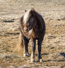 Icelandic horse (Equus przewalskii f. caballus)
