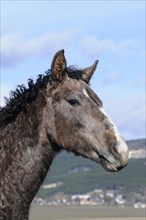 Curly Horse (Equus ferus caballus)