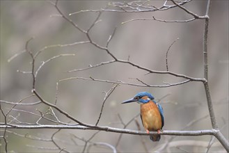 Common kingfisher (Alcedo atthis) on a branch