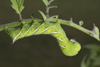 Tomato Hornworm Moth or Five-Spotted Hawk-Moth (Manduca quinquemaculata) caterpillar