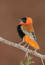 Male northern red bishop or orange bishop weaver (Euplectes franciscanus)