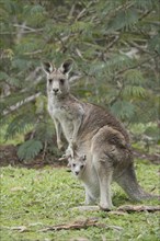 Eastern grey kangaroo (Macropus giganteus) adult and baby joey in it's mothers pouch