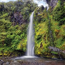 Dawson Falls waterfall in the middle of a tropical rainforest