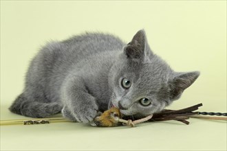 Breedcat Russian Blue (Felis silvestris catus) with toys